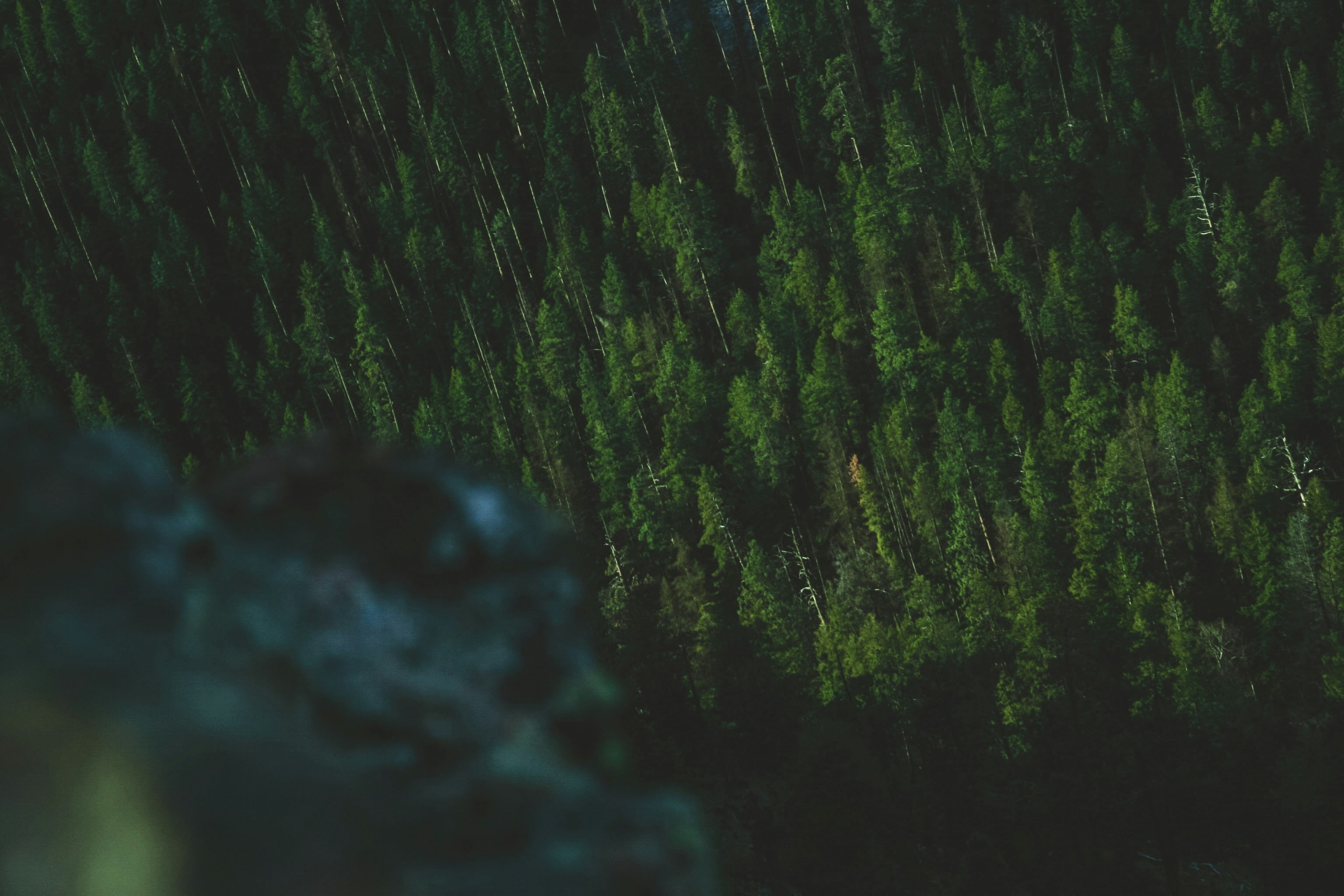 high angle photography of green trees at night